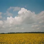Siebmann Neuruppin