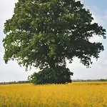 Siebmann