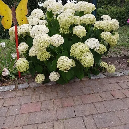 Siebmann *