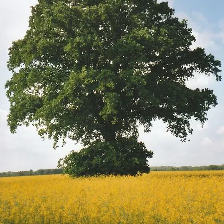 Siebmann